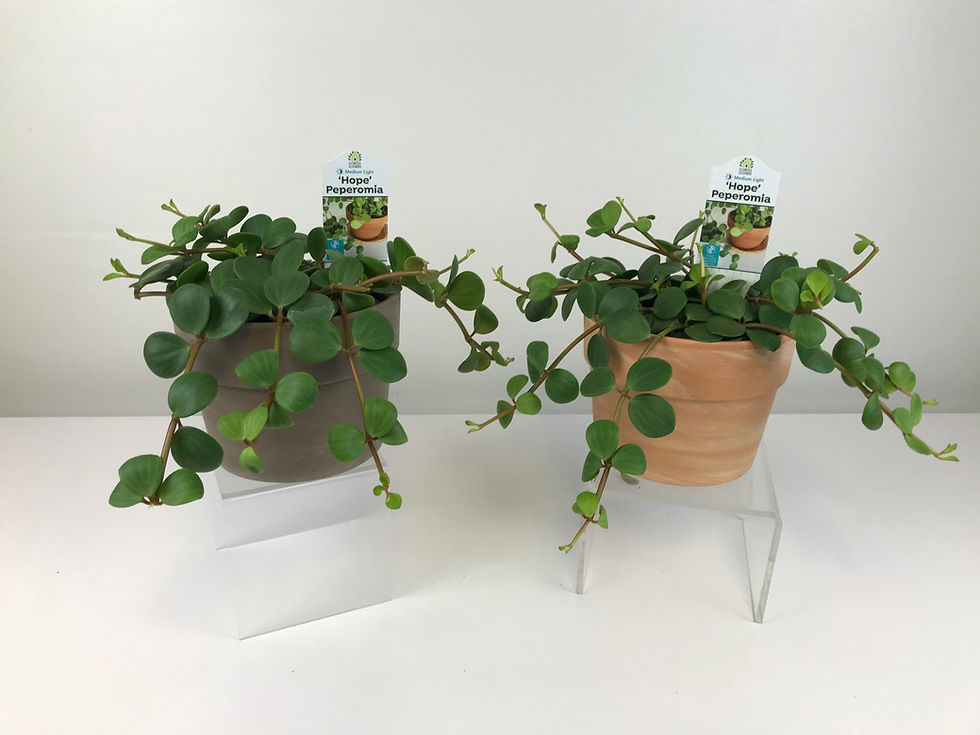 Thumbnail: Hope Peperomia