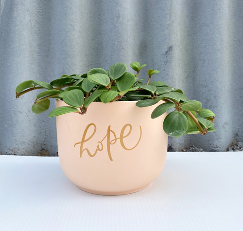Hope Peperomia | Elizabeth+Alexandra