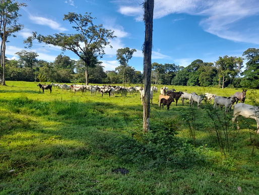 Finca 97 Ha El Gaspar Sarapiquí Heredia