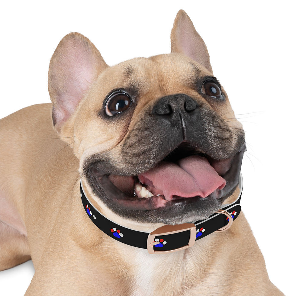 Thumbnail: Happy fawn French Bulldog wearing a black collar with rose gold buckle.