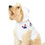 Thumbnail: A curly-haired dog wearing a white hooded shirt with paw print design.