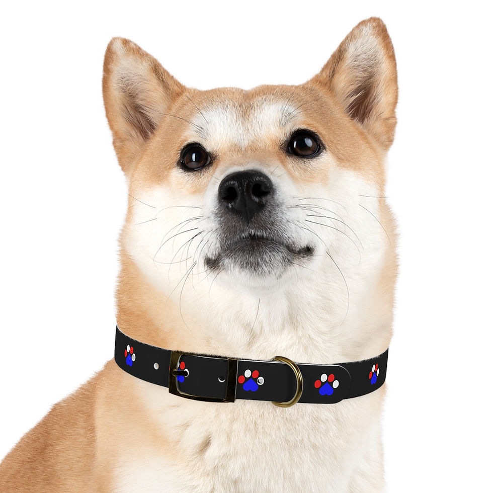 Thumbnail: Light brown dog wearing a black nautical-themed collar looking forward.