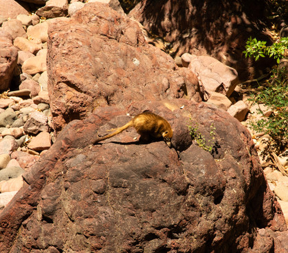A coatimundi lounging on the rocks at Tonto Natural Bridge State Park