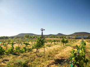 Vine rows and a windmill at Bruzzi Vineyard in Young, Arizona