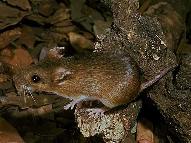 野生動物足跡クイズ 第4問の答え 野生動物足跡クイズ 第4問の答え