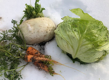 アッチ・雪中野菜.jpeg