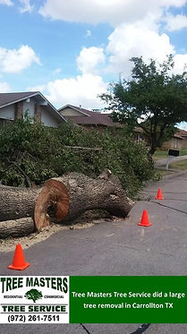 Carrollton TX - Tree Removal - Tree Masters Tree Service