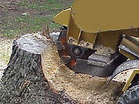 Stump Removal Carrollton TX