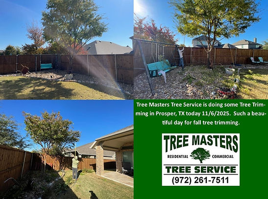 Tree Trimming in Prosper Texas by Tree Masters Tree Service