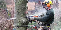 North Richland Hills Tree Removal