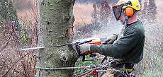 Plano Tree Removal