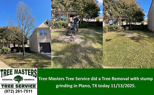 Tree Removal in Plano Texas by Tree Masters Tree Service