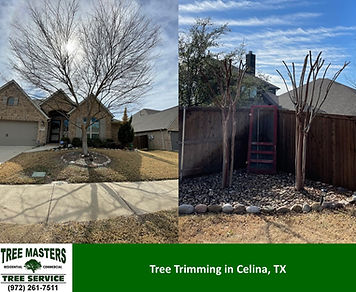 Tree Trimming - Celina TX - Tree Masters Tree Service