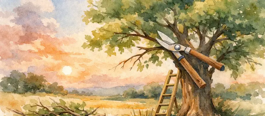 Best Time for Tree Pruning in North Texas