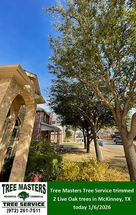 Tree Trimming - McKinney TX - Tree Masters Tree Service.jpg