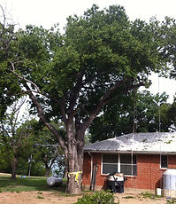 Tree Removal