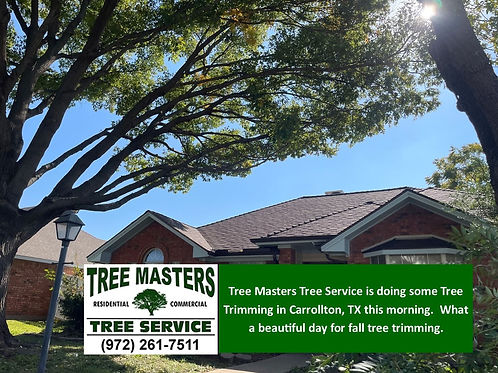 Tree Trimming in Carrollton Texas by Tree Masters Tree Service
