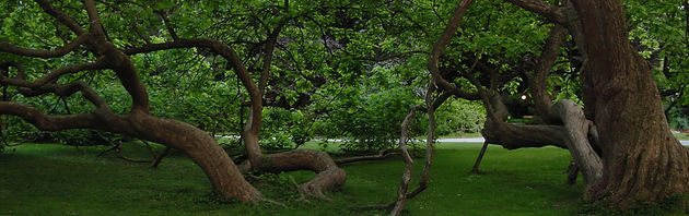 Tree Trimming