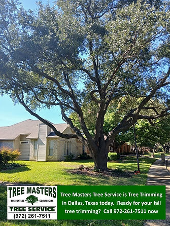 Tree Trimming in Dallas Texas by Tree Masters Tree Service