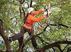 Tree Cutting | Tree Cutters