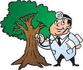 Murphy Tree Surgeon
