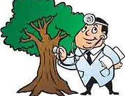 Plano Tree Surgeon