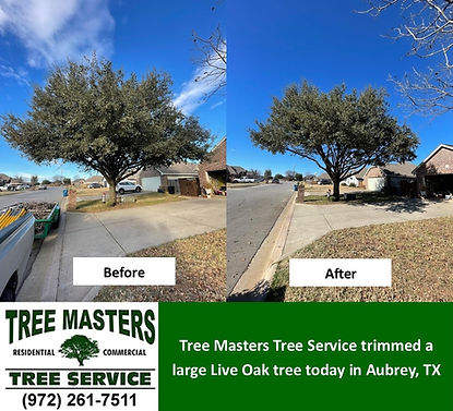 Tree Trimming - Aubrey TX - Tree Masters Tree Service