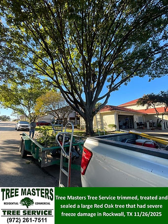 Tree Trim in Rockwall TX by Tree Masters Tree Service