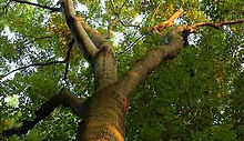 Lantana Tree Care