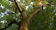 Copper Canyon Tree Care