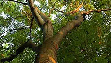 Richardson Tree Care