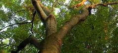 Arlington Tree Care