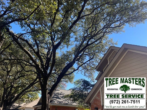 Tree Trimming in Addison Texas by Tree Masters Tree Service