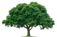 tree-service-dallas-fort-worth-tx