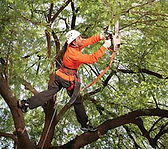 University Park Tree Trimming