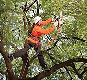 Euless Tree Trimming