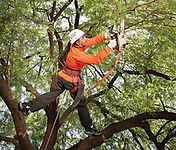 Hackberry Tree Trimming