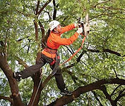 Irving Tree Pruning