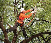 Rowlett Tree Pruning