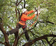 Rowlett Tree Trimming