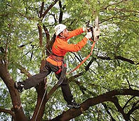 Justin Tree Trimming