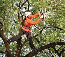 Garland Tree Pruning