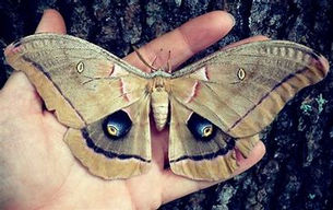 Nature Study: Keeping it Real, Making it Happen... Consistently