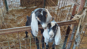 Work Smarter, Not Harder: a Story of Two Baby Goats