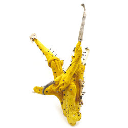 YELLOW KING_©