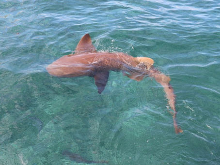 נסיון שני בחוף הקריבי - בליז