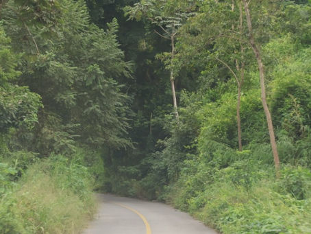 מרוב עצים לא רואים את הים