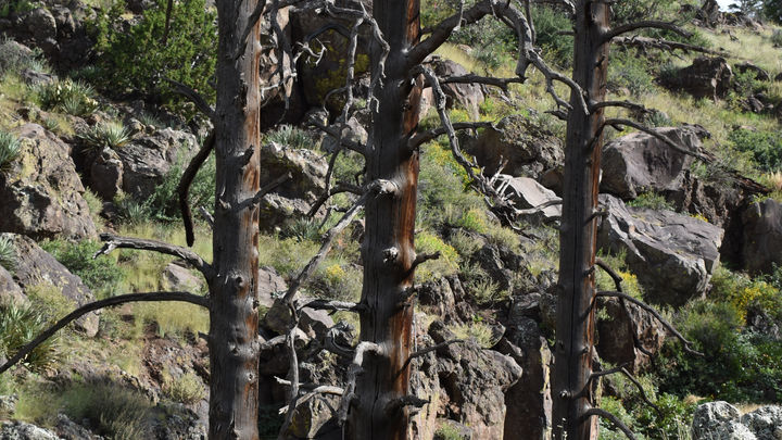 Picture Canyon - Dead Trees