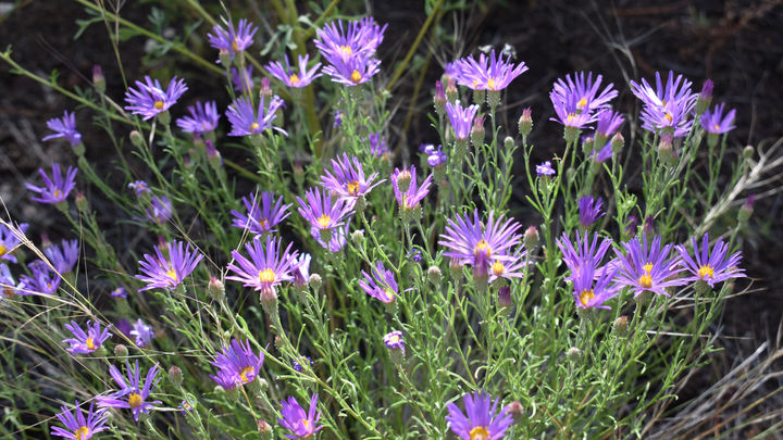 Picture Canyon - Purple wildflowers