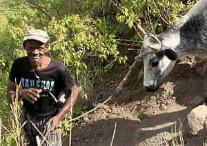 Rencontre avec un agriculteur et sa vache à Santo Antão au Cap-Vert.